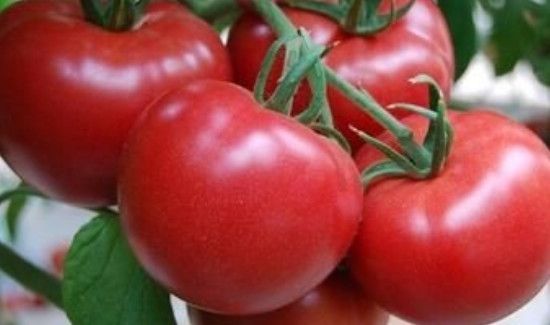 番茄能保存多久