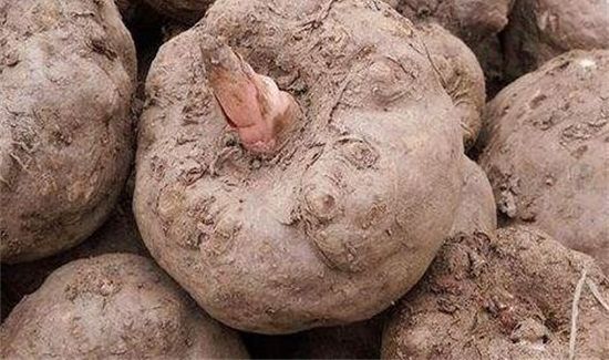 魔芋是不是发物的东西