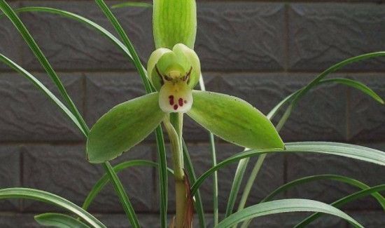 橘皮水能浇什么花