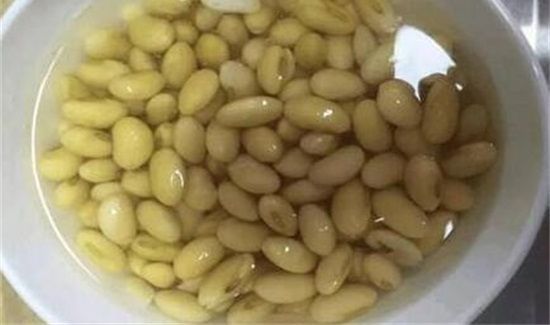 黄豆水浇花稀释多少倍