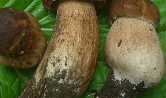 黑牛肝菌有毒吗