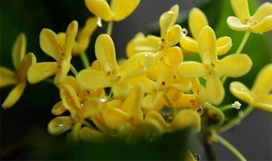 闻桂花香的好处与坏处