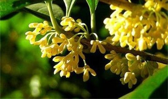 闻桂花香的好处与坏处