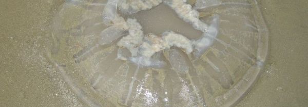 生海蜇怎么处理才能吃