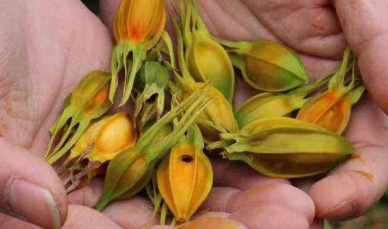 生枝子的功效与作用及食用方法