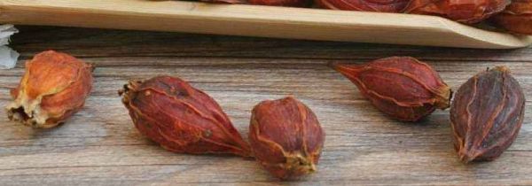 生枝子的功效与作用及食用方法