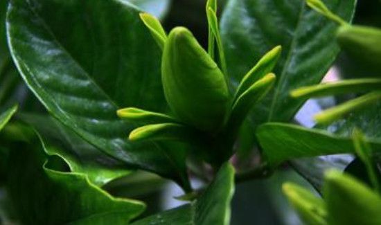 生枝子的功效与作用及食用方法