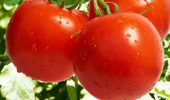 番茄洋葱可以一起吃吗