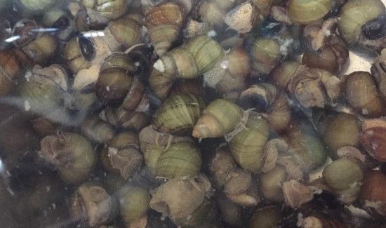田螺炒多久才熟才杀菌