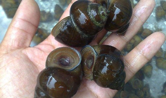 田螺炒多久才熟才杀菌