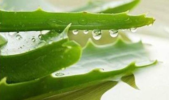鲜芦荟可以当化妆品用吗