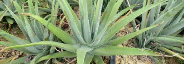 鲜芦荟可以当化妆品用吗