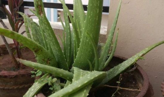 鲜芦荟如何加工才能使用