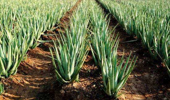 鲜芦荟如何加工才能使用