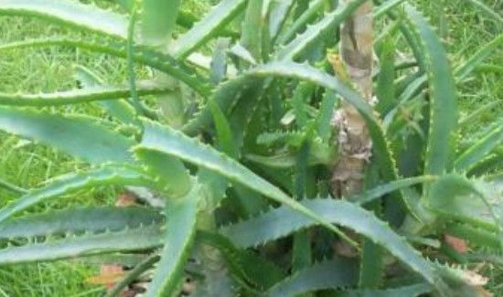 鲜芦荟叶能不能每天吃