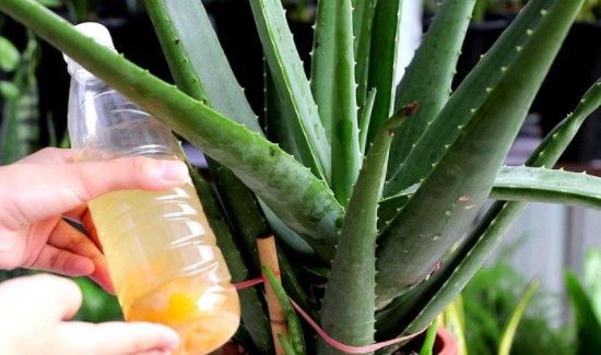 鲜芦荟早上用还是晚上用