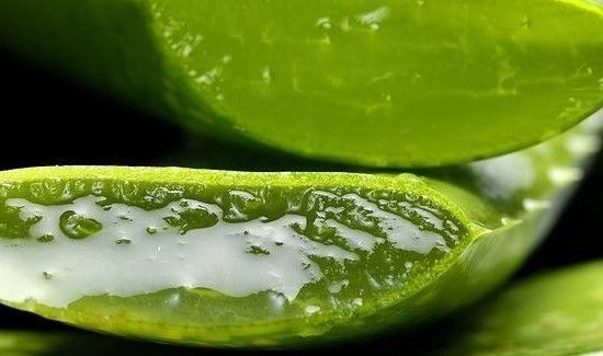 鲜芦荟叶能不能每天吃