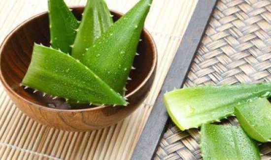 芦荟鲜叶面膜可以经常做吗