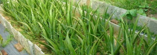 芦荟鲜叶面膜可以经常做吗