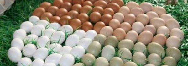 如何检验鸡蛋是否坏了