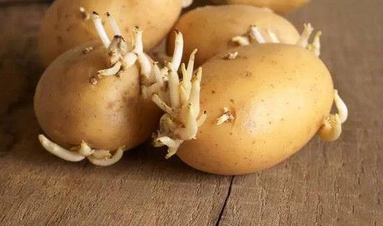土豆发芽到什么程度不能吃