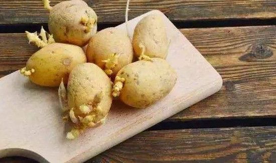 土豆发芽到什么程度不能吃