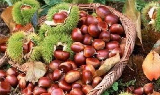 如何剥板栗壳快的方法