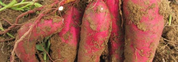 红薯挖出来几天会比较甜