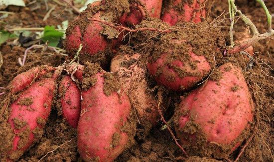 红薯挖出来几天会比较甜