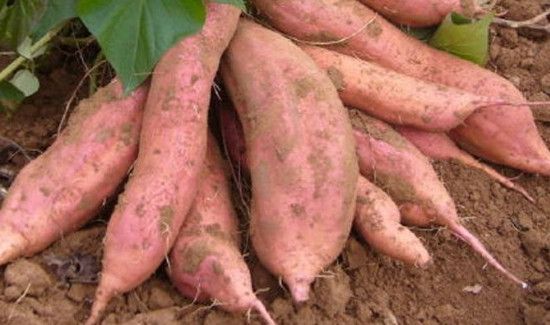 红薯挖出来几天会比较甜