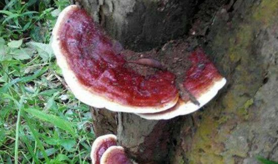 红灵芝的功效与作用及食用方法
