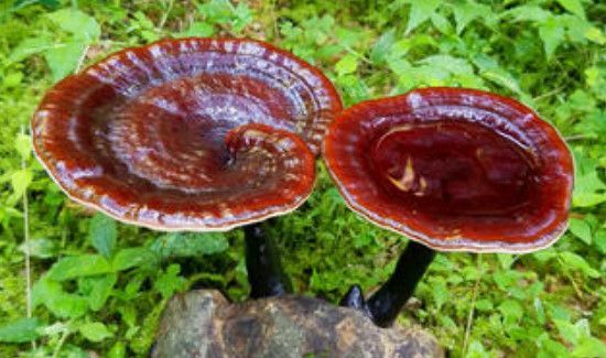 红灵芝的功效与作用及食用方法