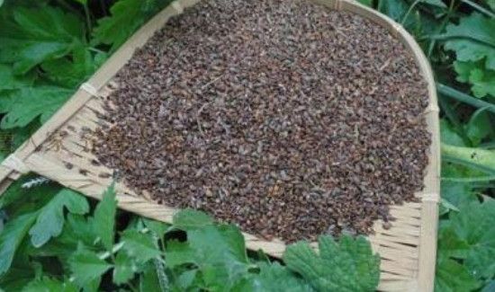 柏树籽还是柏壳做枕头