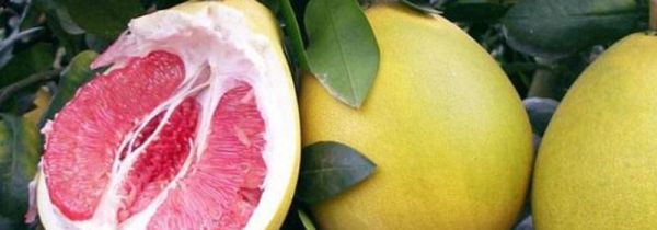 柚子吃多了的危害