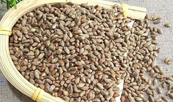 柏树籽还是柏壳做枕头