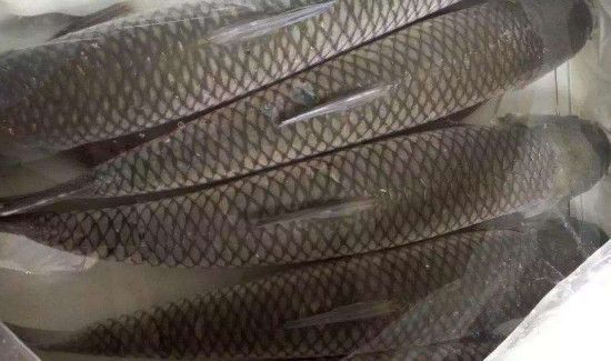 脆皖鱼的营养价值