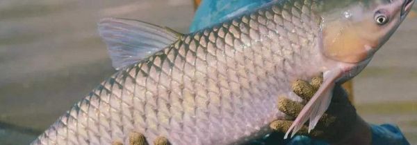 脆皖鱼的营养价值