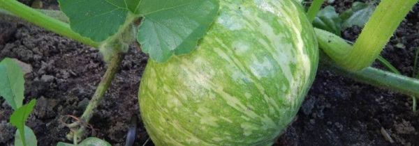 绿色南瓜和橘色南瓜有什么区别