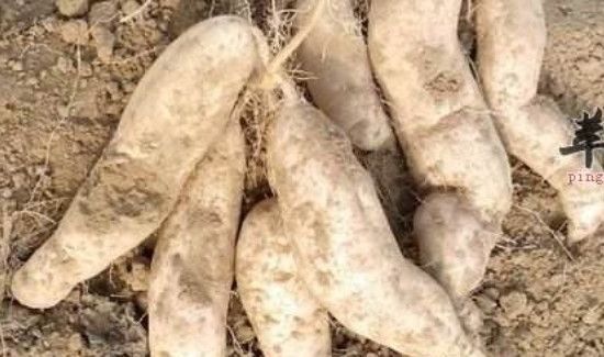 柿子不能和啥一起吃