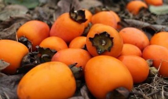 柿子和鸡肉能一起吃吗