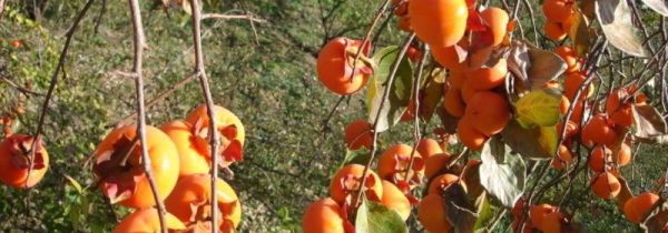 柿子和山楂能一起吃吗