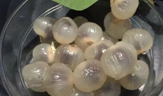 桂圆泡水去皮吗