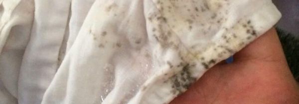 发霉的东西怎样才能洗掉