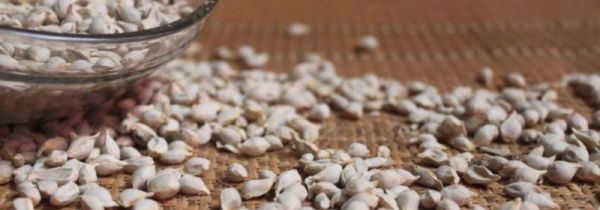 桔核的功效与作用吃法