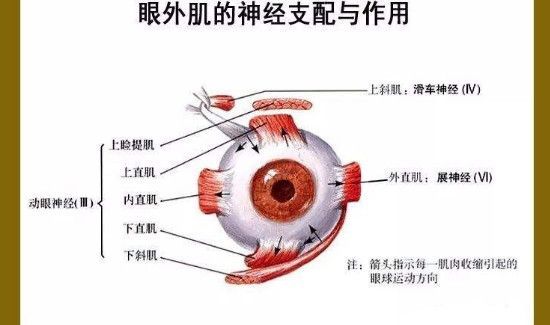上直肌的作用是
