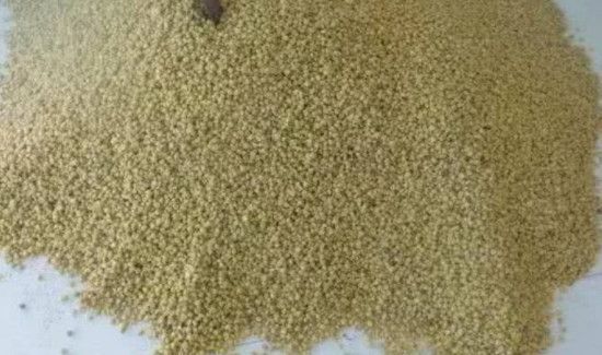 正确酒曲发酵玉米粒