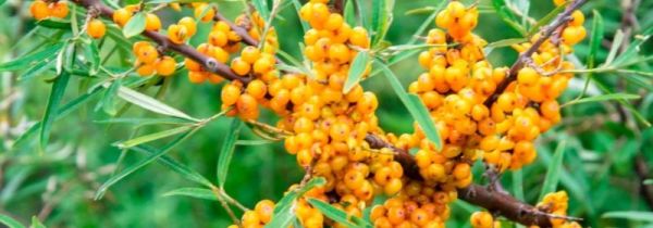 沙棘上火还是降火