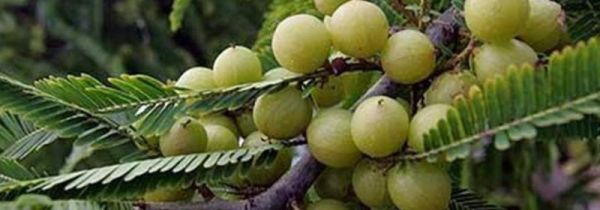 橄榄酒泡了一年有毒吗