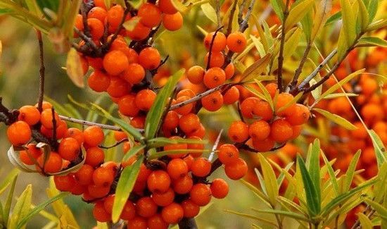 沙棘上火还是降火