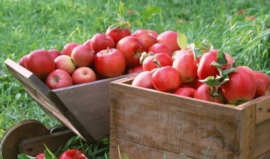 煤山雀最佳配食
